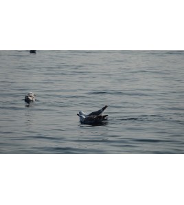 Mini Crociere fatte su Misura nell’Arcipelago Toscano, Isola del Giglio, Giannutri, Isola D’Elba , Africhella e Corsica e Sardeg